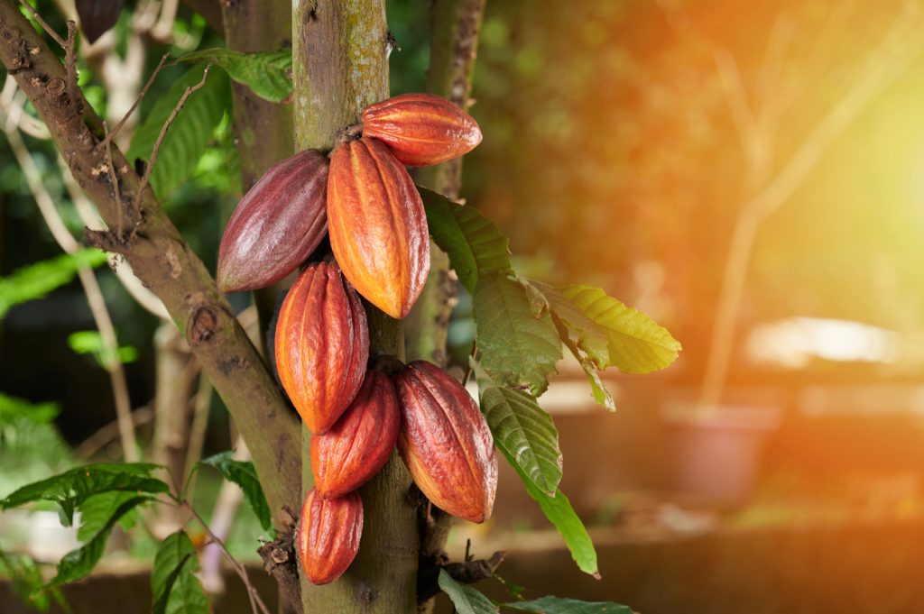Kakaoschoten